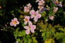 Japanese Anemone